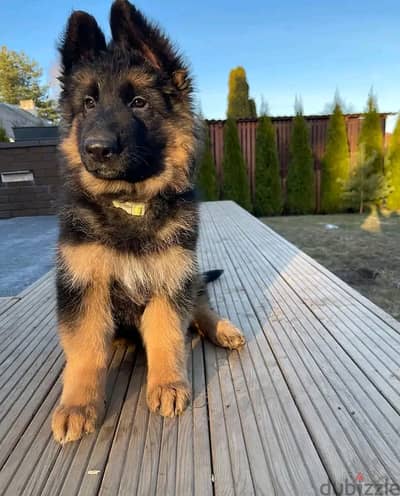 German Shepherd puppies