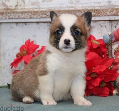 Whatsapp Me +966583921348 Corgi Pembroke Puppies