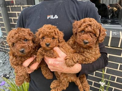 Whatsapp Me +972555074990 Toy Poodle Puppies