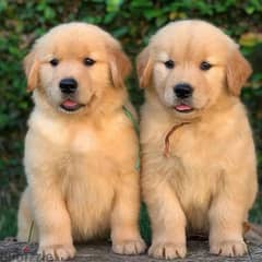 Golden Retriever // Whatsapp +971552543679 0