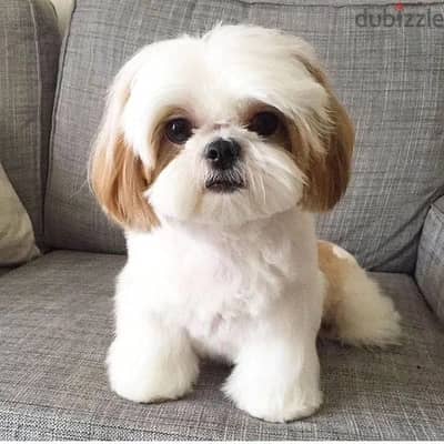 Shih Tzu puppies// Whatsapp +971552543679