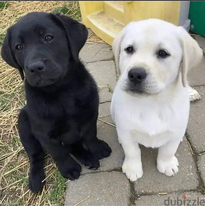 Labrador puppies// Whatsapp +971502618837 0