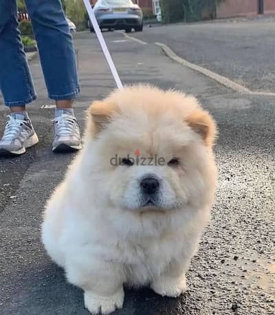 chow chow puppies// Whatsapp +971502618837