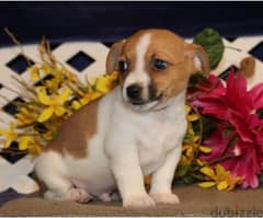 Whatsapp Me +972555074990 Jack Russell Puppies 0