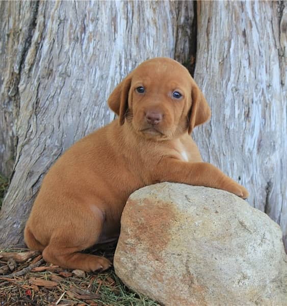 Whatsapp Me +966588993320 Hungarian Vizsla Puppies 1