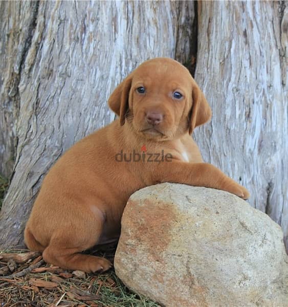 Whatsapp Me +966588993320 Hungarian Vizsla Puppies 0