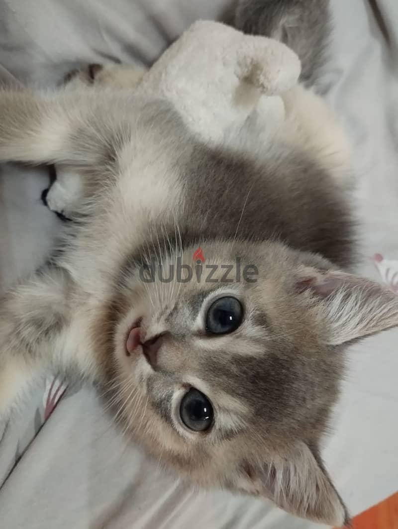 Male British Shorthair for sale 1