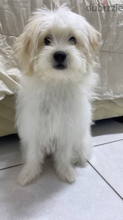 Maltese