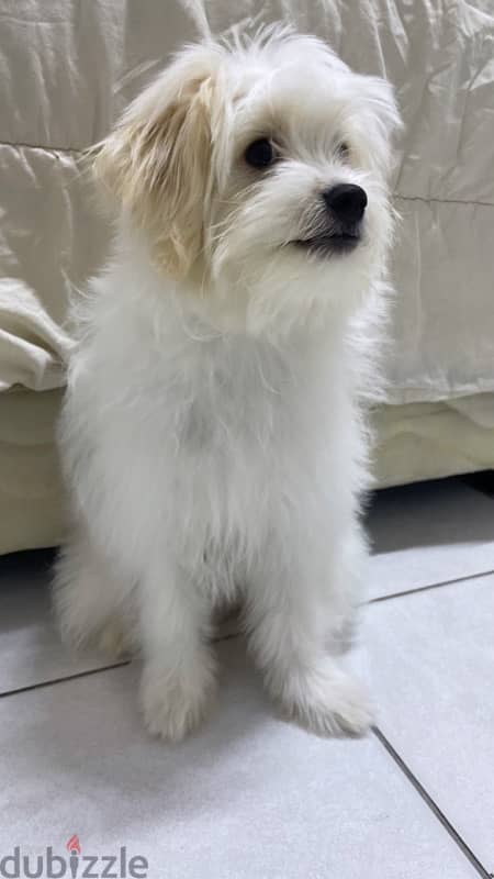 Maltese puppy 1