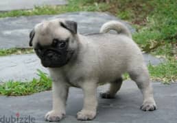 Whatsapp Me +966583921348 Pug Puppies 0