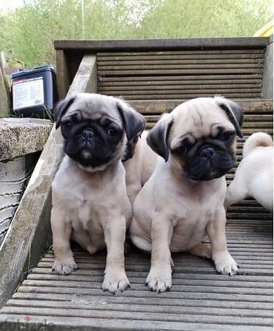 Whatsapp Me +966583921348 Pug Puppies 1