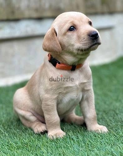 Whatsapp Me +972555074990 Labrador Retriever Puppies 0