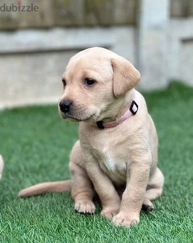 Whatsapp Me +972555074990 Labrador Retriever Puppies 1