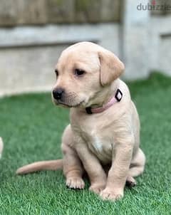 Whatsapp Me +972555074990 Labrador Retriever Puppies 0