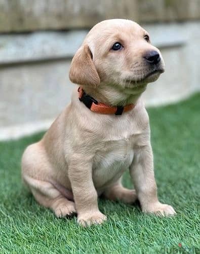 Whatsapp Me +972555074990 Labrador Retriever Puppies 1