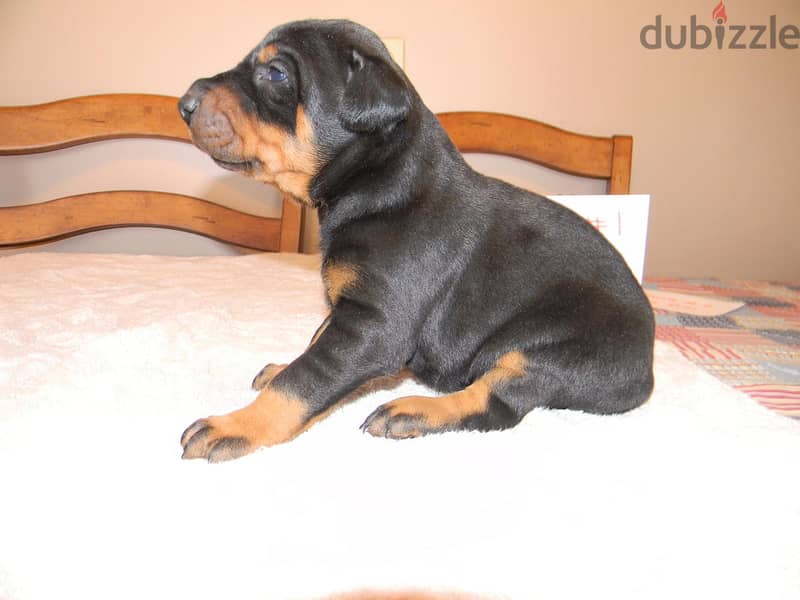 Whatsapp Me +972555074990 Doberman Pinscher Puppies 0