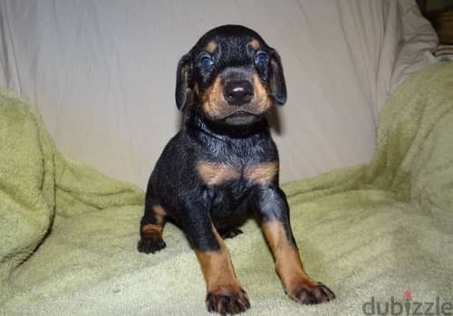 Whatsapp Me +972555074990 Doberman Pinscher Puppies 1