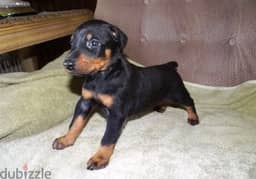 Whatsapp Me +972555074990 Doberman Pinscher Puppies 0