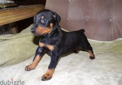 Whatsapp Me +972555074990 Doberman Pinscher Puppies