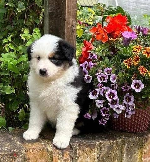 Whatsapp Me +966588993320 Australian Shepherd Puppies 1