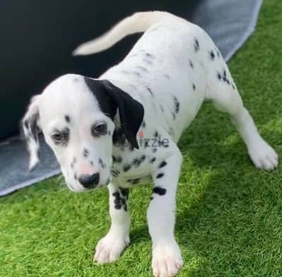 Whatsapp Me +966583921348 Dalmatian Puppies