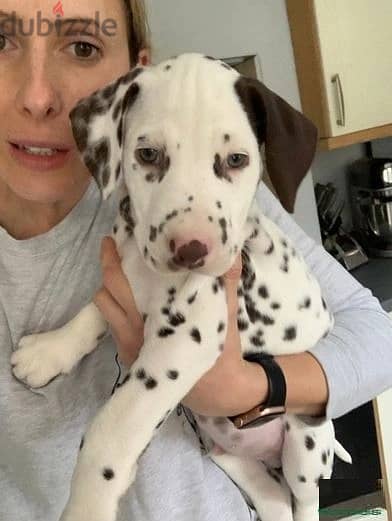 Whatsapp Me +966583921348 Dalmatian Puppies 1