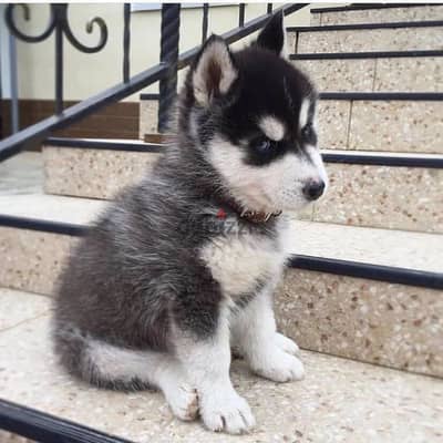 siberian husky//Whatsapp +971552543679