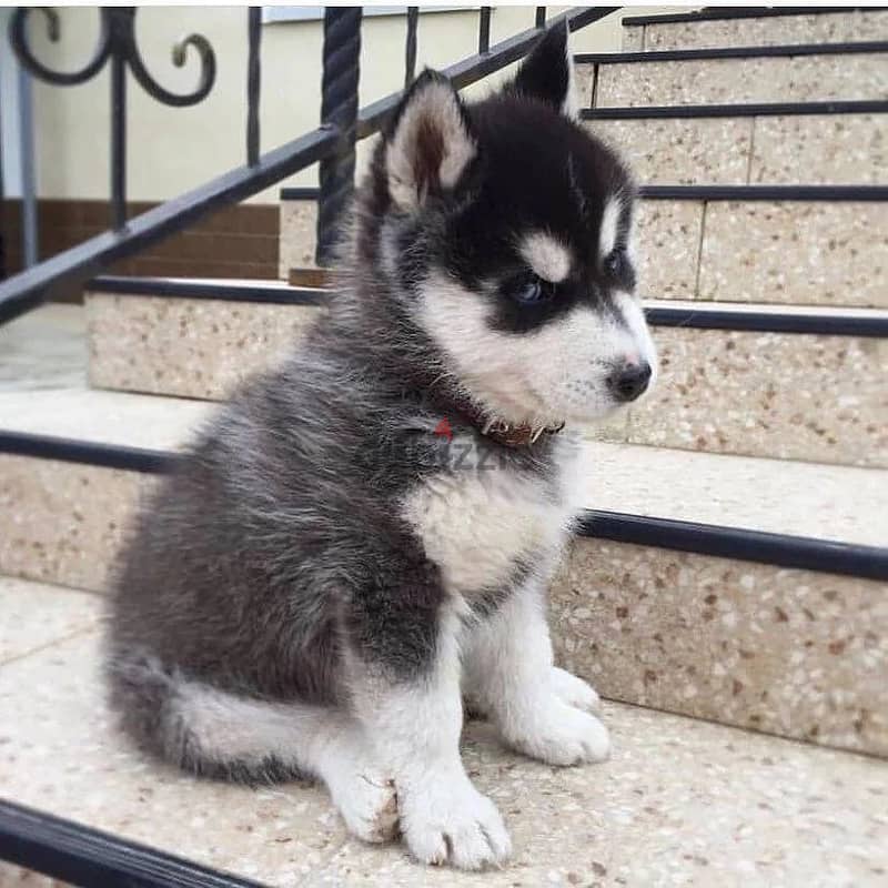 siberian husky//Whatsapp +971552543679 0