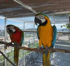 Gorgeous handreared baby Macaw parrots 0