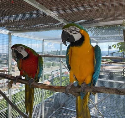 Gorgeous handreared baby Macaw parrots