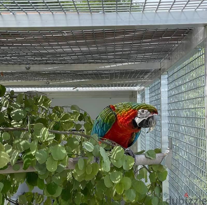 Gorgeous handreared baby Macaw parrots 1