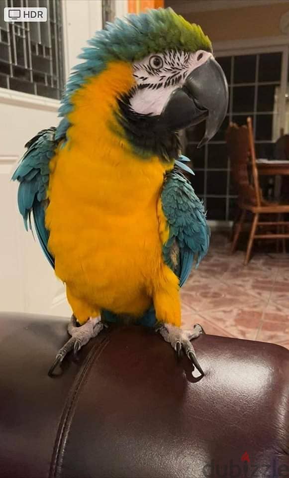 Gorgeous handreared baby Macaw parrots 2