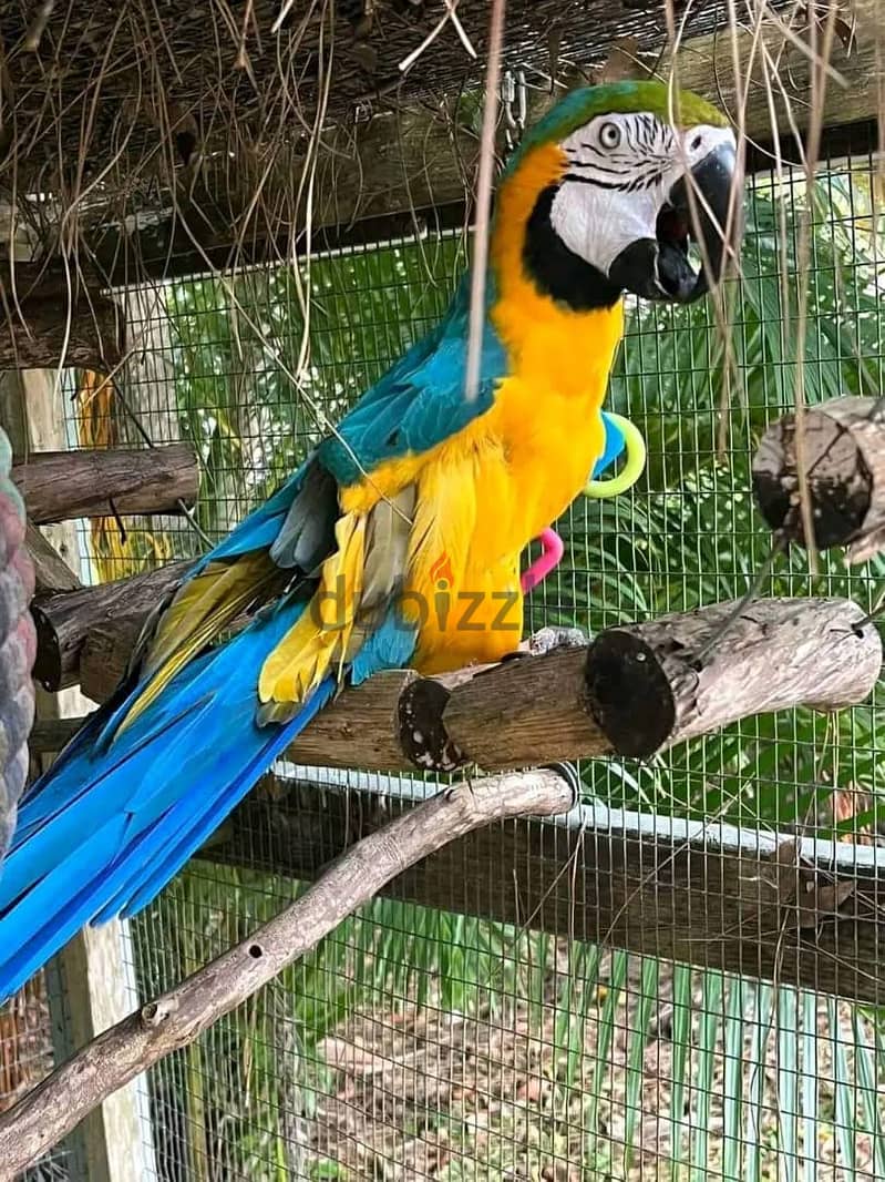 Gorgeous handreared baby Macaw parrots 3