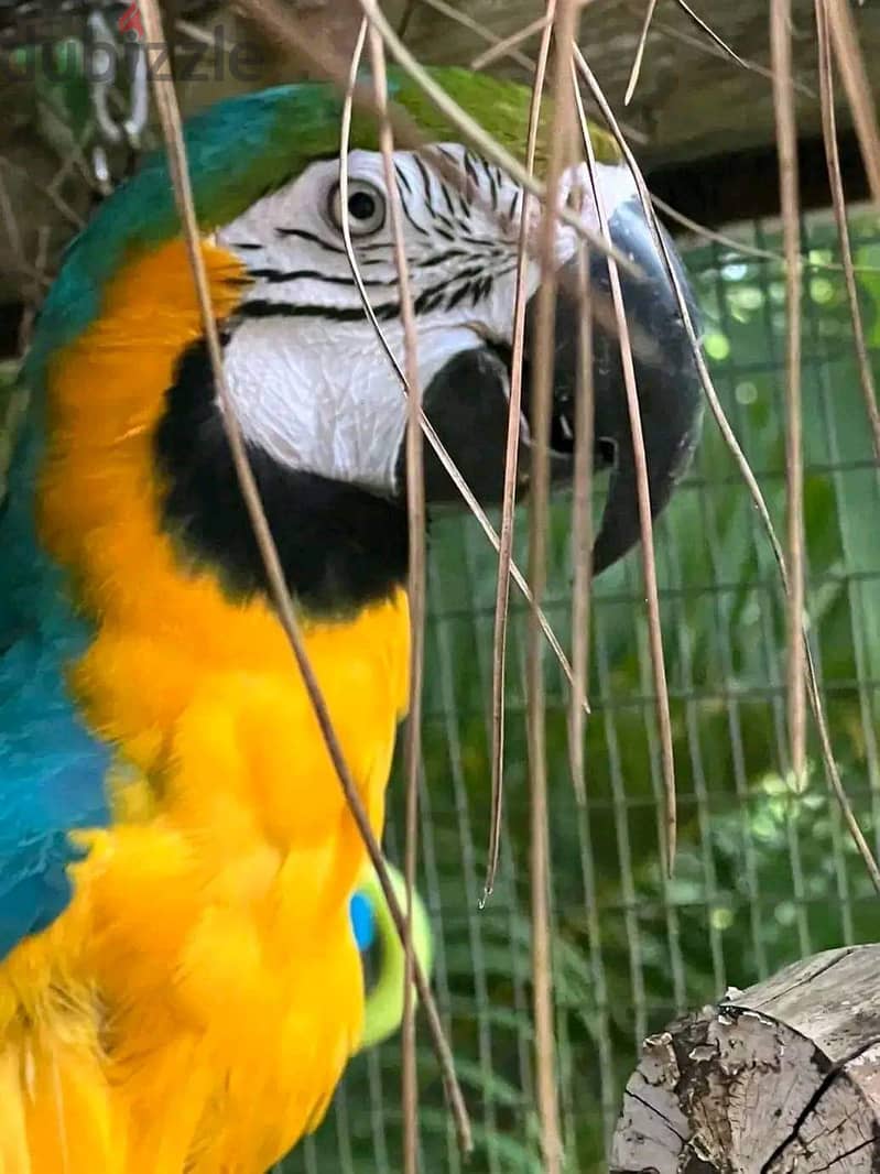 Gorgeous handreared baby Macaw parrots 4