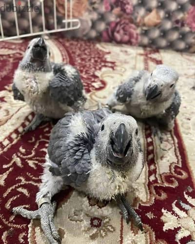 Super silly tame Congo African grey babies parrots