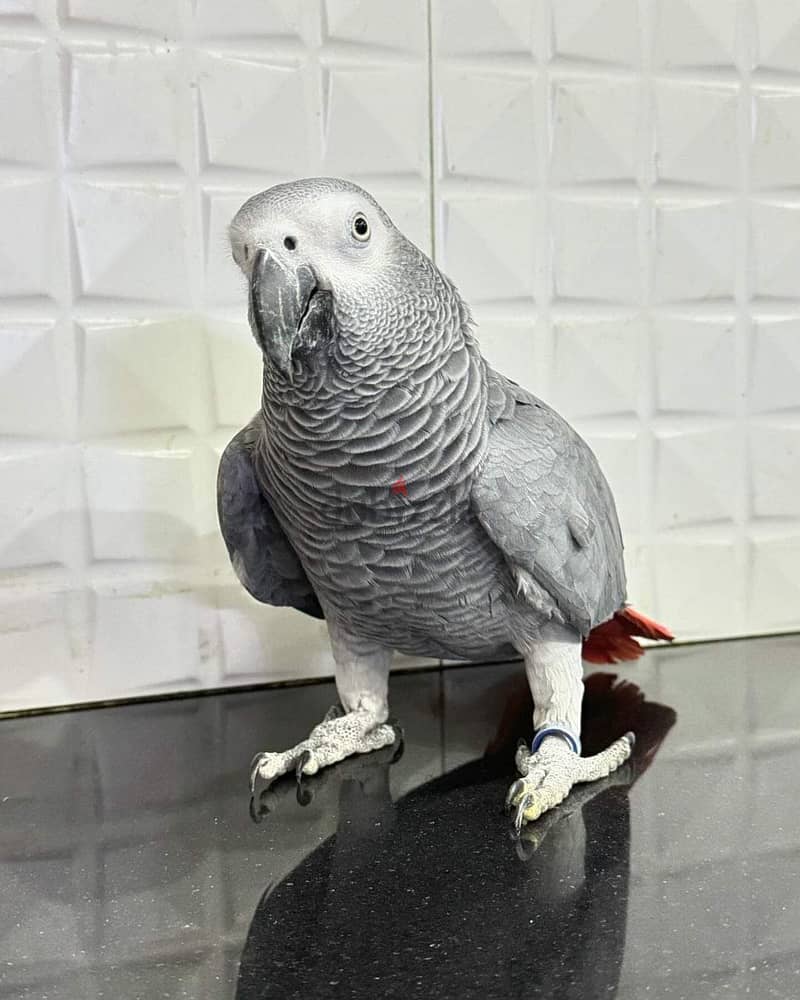 Super silly tame Congo African grey babies parrots 1