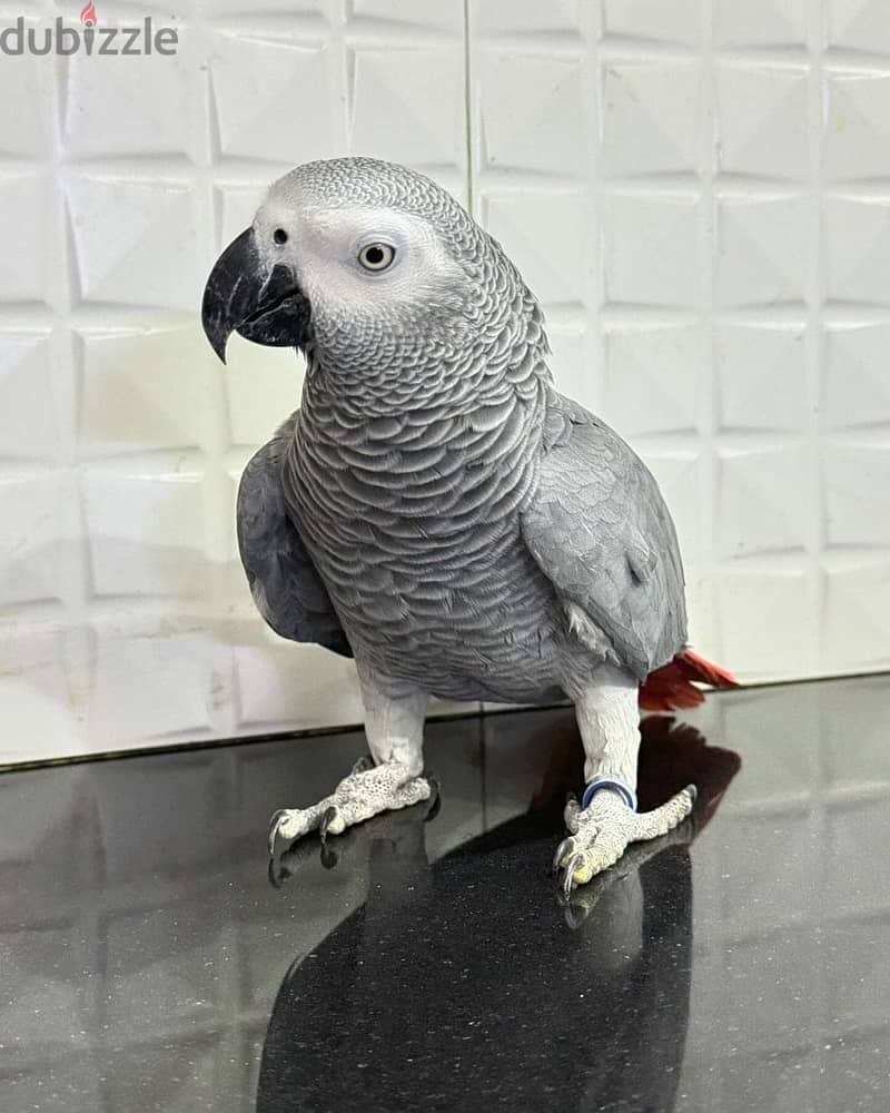 Super silly tame Congo African grey babies parrots 2