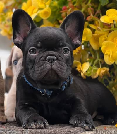 French bulldog puppy for sale WhatsApp +4917629216066