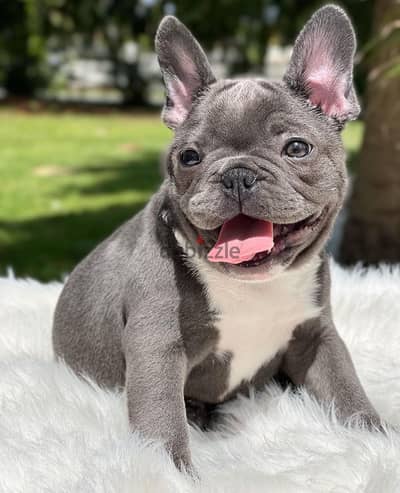 WhatsApp me +4917629216066 French bulldog puppies for sale