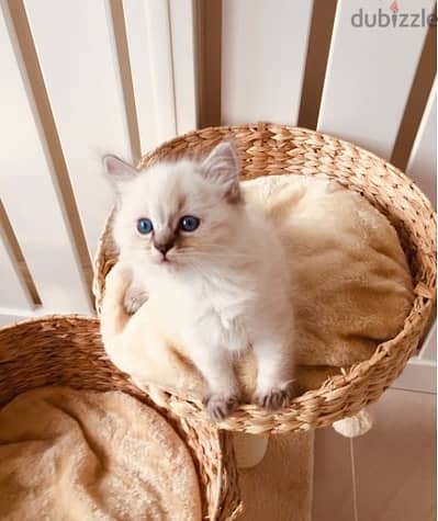 Ragdoll kittens for sale