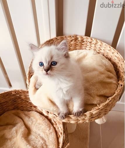 Ragdoll kittens for sale 0