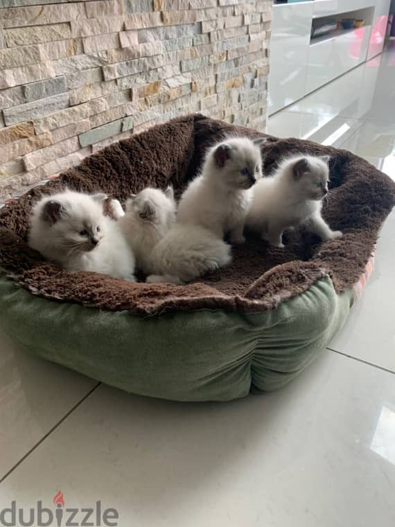 Ragdoll kittens for sale 1