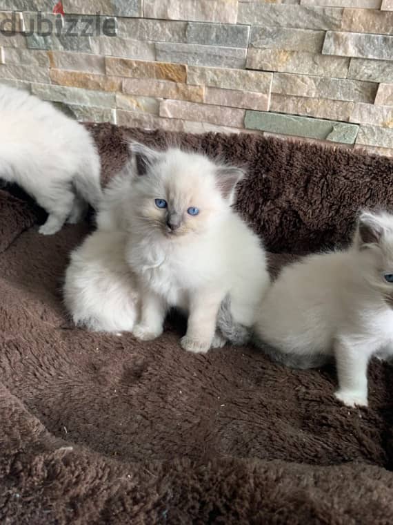 Ragdoll kittens for sale 2