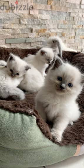 Ragdoll kittens for sale 3