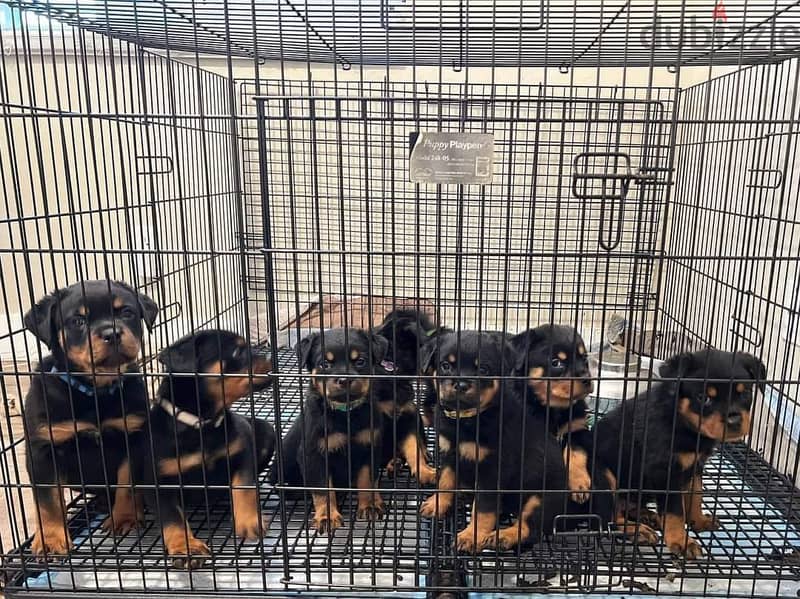 KC Registered Rottweiler Puppies Dogs 120277204