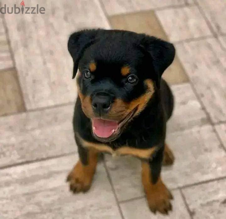 KC Registered Rottweiler Puppies 1