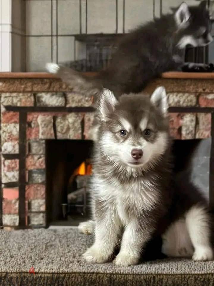 Beautiful Siberian husky Puppies 1