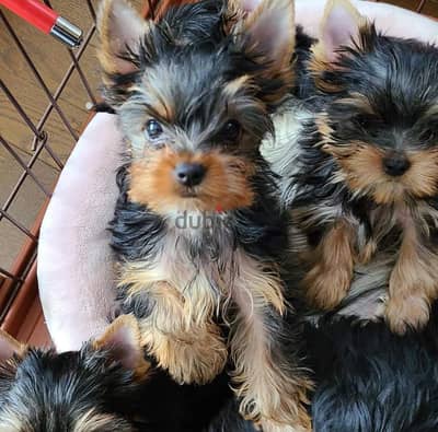 Yorkshire Terrier puppies.