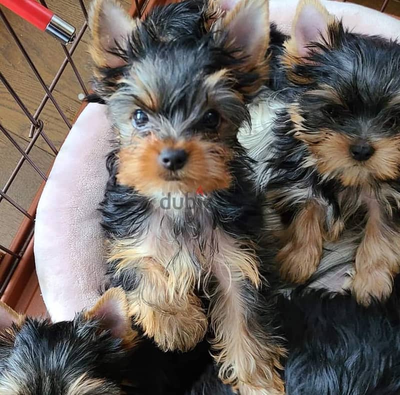 Yorkshire Terrier puppies. 0