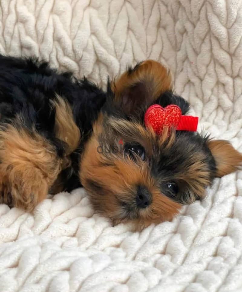 Yorkshire Terrier puppies. 1